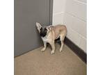 Adopt Mandy a Gray/Blue/Silver/Salt & Pepper German Shepherd Dog dog in Apple