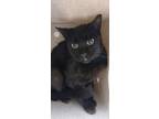 Adopt Clare Clawley a All Black Domestic Shorthair cat in Apple Valley