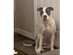 Adopt Spartan a White - with Gray or Silver American Pit Bull Terrier / Mixed