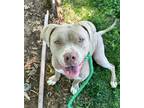 Adopt JOHNNY CARSON a Pit Bull Terrier