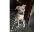 Adopt Riley a Black - with Tan, Yellow or Fawn American Staffordshire Terrier