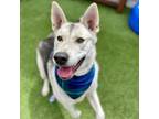 Adopt Alfa a Shepherd, Husky