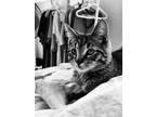 Adopt Tigger a Brown Tabby Domestic Shorthair / Mixed (short coat) cat in