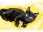 Adopt JAVA a All Black Domestic Mediumhair / Mixed (medium coat) cat in Diamond