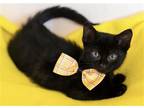 Adopt KONA a All Black Domestic Mediumhair / Mixed (medium coat) cat in Diamond