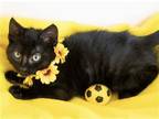 Adopt AMIRA a All Black Domestic Mediumhair / Mixed (medium coat) cat in Diamond