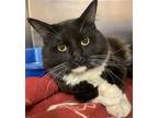 Adopt JERRY LEE a Black & White or Tuxedo Domestic Mediumhair / Mixed (medium