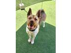 Adopt Roy a Akita / Mixed dog in Oceanside, CA (41465459)