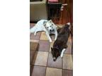 Adopt Zeus and Athena (bonded pair) a Brown/Chocolate - with White Husky / Great