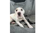 Adopt Addie a White - with Tan, Yellow or Fawn Hound (Unknown Type) / Mixed dog