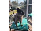 Adopt Panther a Gray, Blue or Silver Tabby Domestic Shorthair / Mixed (short