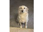 Adopt Annie a Tan/Yellow/Fawn Mutt / Mixed dog in Richmond, TX (41465452)