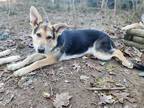 Adopt Ember a Black - with Tan, Yellow or Fawn German Shepherd Dog / Mixed dog