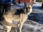 Adopt Sheppy a Black - with Tan, Yellow or Fawn German Shepherd Dog / Mixed dog