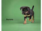 Adopt Aurora a Black - with Tan, Yellow or Fawn German Shepherd Dog / Mixed dog