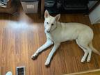 Adopt Hank a White German Shepherd Dog / Mixed dog in Mt. Airy, MD (41396498)