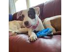Adopt Smurfette a White - with Brown or Chocolate Pit Bull Terrier / Mixed dog