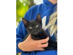 Adopt Shaun a All Black Domestic Mediumhair / Mixed (medium coat) cat in