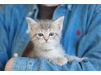 Adopt Neville a Gray, Blue or Silver Tabby Domestic Shorthair (short coat) cat
