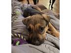 Adopt Evie a Brown/Chocolate - with Black Mixed Breed (Medium) / Mixed dog in