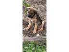 Adopt Evie a Brown/Chocolate - with Black Mixed Breed (Medium) / Mixed dog in