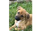 Adopt Ivy a Tan/Yellow/Fawn Mixed Breed (Medium) / Mixed dog in Rural Hall
