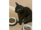 Adopt Etta James a All Black Domestic Shorthair (short coat) cat in La Quinta