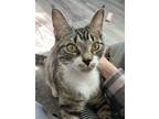 Adopt Skittles a Brown Tabby Domestic Shorthair / Mixed (short coat) cat in