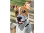 Adopt Pickles Eugene a Terrier (Unknown Type, Small) / Mixed dog in Great Bend
