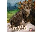 Adopt Twyla a American Bobtail / Mixed (short coat) cat in Douglasville