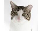 Adopt Lynell a Domestic Short Hair