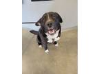 Adopt Rico a Border Collie / Akita / Mixed dog in Prince George, BC (41465415)