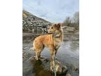 Adopt Waylon a Collie / Mixed dog in Prince George, BC (41465413)