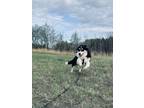 Adopt Mercury a Collie / Mixed dog in Prince George, BC (41465412)