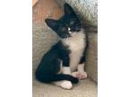 Adopt Blake - Adoption Pending a Domestic Shorthair / Mixed cat in Kelowna