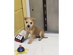Adopt Spencer a Labrador Retriever / Bullmastiff / Mixed dog in Chilliwack