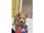 Adopt Sky a Labrador Retriever / Mixed dog in Chilliwack, BC (41456410)