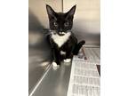 Adopt Vanellope a Domestic Shorthair / Mixed cat in Errington, BC (41465407)