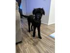 Adopt Bruce Wayne a Black Poodle (Standard) / Airedale Terrier / Mixed dog in