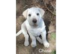 Adopt Chase a White - with Tan, Yellow or Fawn Shar Pei / Mixed Breed (Medium) /