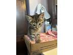 Adopt Basil a Tan or Fawn Tabby Tabby (short coat) cat in Tehachapi