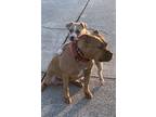 Adopt Sasha a Tan/Yellow/Fawn - with White American Staffordshire Terrier /