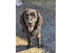 Adopt Pickles a Flat-Coated Retriever / Mixed dog in Burnaby, BC (40933761)