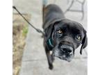 Adopt Ginseng a Mastiff / Mixed dog in Oakland, CA (41465381)