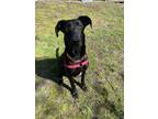Adopt Daphne a Great Dane / German Shepherd Dog / Mixed dog in Abbotsford