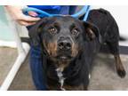 Adopt Oscar (Otis) a Labrador Retriever / Plott Hound / Mixed dog in Mountain