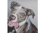 Adopt Amour a White - with Gray or Silver American Pit Bull Terrier / American