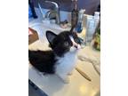 Adopt Pepper a Black & White or Tuxedo Domestic Shorthair (short coat) cat in