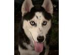 Adopt Loki a Black - with White Husky dog in Houston, TX (41465277)