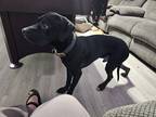 Adopt Loki a Black Mutt / Mixed dog in Berwyn, IL (41465318)